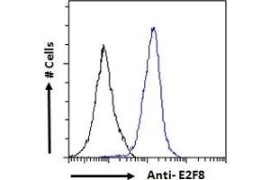 Image no. 2 for anti-E2F Transcription Factor 8 (E2F8) (Internal Region) antibody (ABIN570707)