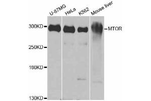MTOR Antikörper  (AA 2388-2487)