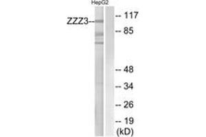 Image no. 1 for anti-Zinc Finger, ZZ-Type Containing 3 (ZZZ3) (AA 341-390) antibody (ABIN1535483)