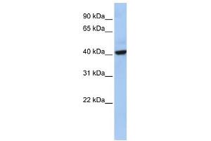 Image no. 1 for anti-THAP Domain Containing 5 (THAP5) (Middle Region) antibody (ABIN632774)