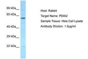 Image no. 1 for anti-Protein Disulfide Isomerase Family A, Member 2 (PDIA2) (AA 111-160) antibody (ABIN6750065)