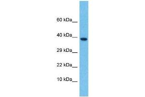 Image no. 1 for anti-Left-Right Determination Factor 2 (LEFTY2) (N-Term) antibody (ABIN2777147)