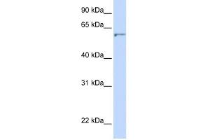 Image no. 1 for anti-24-Dehydrocholesterol Reductase (DHCR24) (N-Term) antibody (ABIN634838)
