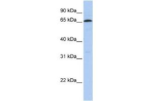 Image no. 1 for anti-ZINC FINGER PROTEIN 136 (ZNF136) antibody (ABIN2458165)