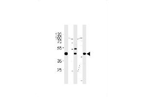 GTF2H2C antibody  (C-Term)