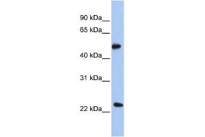 Image no. 1 for anti-Protein O-Fucosyltransferase 2 (POFUT2) (N-Term) antibody (ABIN2782385)