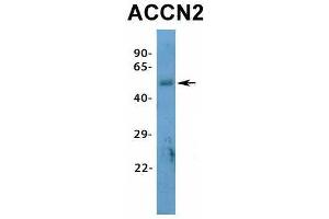 Image no. 2 for anti-Amiloride-Sensitive Cation Channel 2, Neuronal (ACCN2) (N-Term) antibody (ABIN2776229)