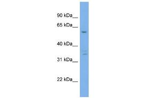 anti-Ubiquilin 4 (UBQLN4) (Middle Region) antibody