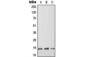 Image no. 1 for anti-Regulator of G-Protein Signaling 17 (RGS17) (Center) antibody (ABIN2706948)