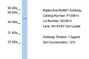 Image no. 1 for anti-Runt-Related Transcription Factor 1 (RUNX1) (Middle Region) antibody (ABIN2792598)