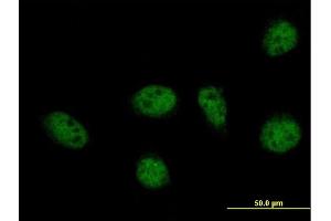 Image no. 5 for anti-GA Repeat Binding Protein, beta 1 (GABPB1) (AA 1-395) antibody (ABIN515890)