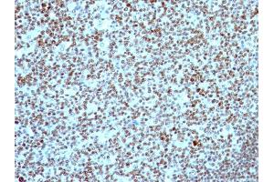Image no. 6 for anti-Nucleolin (NCL) antibody (ABIN6940176)