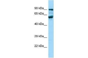 Image no. 1 for anti-Peptidylprolyl Isomerase G (Cyclophilin G) (PPIG) (C-Term) antibody (ABIN2790222)