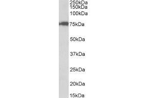 Image no. 1 for anti-Cleavage Stimulation Factor, 3' Pre-RNA, Subunit 3, 77kDa (CSTF3) (Internal Region) antibody (ABIN1590040)