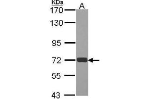 Image no. 1 for anti-RAD54-Like (RAD54L) (N-Term) antibody (ABIN2854291)