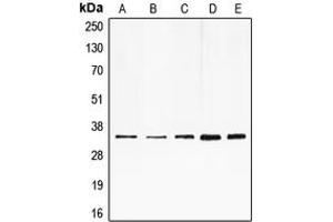 Image no. 2 for anti-E2F Transcription Factor 6 (E2F6) (Center) antibody (ABIN2706064)