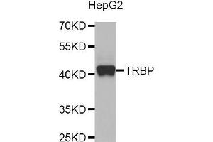 Image no. 1 for anti-TAR (HIV-1) RNA Binding Protein 2 Pseudogene (TARBP2P) antibody (ABIN1683136)
