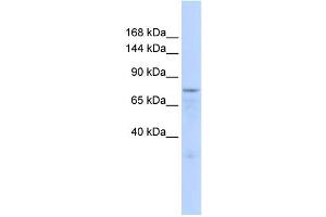 anti-Zinc Finger Protein 62 (ZFP62) (Middle Region) antibody