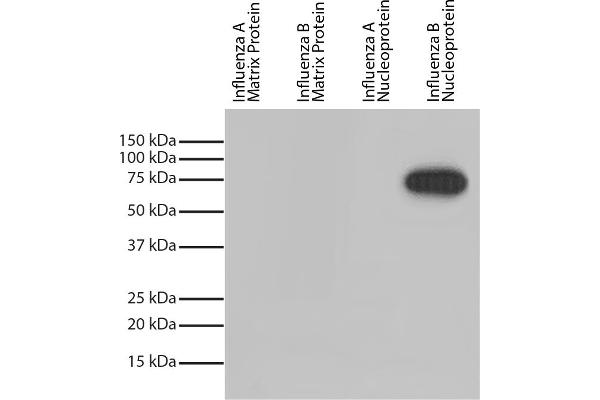 Influenza Nucleoprotein antibody (Influenza B Virus) (HRP)