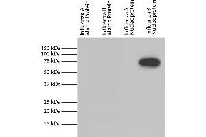 Western Blotting (WB) image for anti-Influenza Nucleoprotein antibody (Influenza B Virus) (HRP) (ABIN5707182)