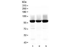 Image no. 5 for anti-Glutamate Receptor, Ionotropic, AMPA 2 (GRIA2) (AA 25-360) antibody (ABIN3031067)