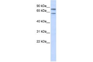 Image no. 1 for anti-Potassium Voltage-Gated Channel, KQT-Like Subfamily, Member 1 (KCNQ1) (N-Term) antibody (ABIN2776085)