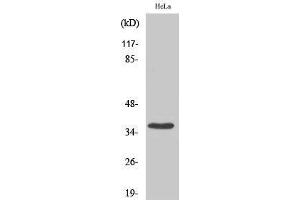 Image no. 1 for anti-Budding Uninhibited By Benzimidazoles 3 Homolog (Yeast) (BUB3) (C-Term) antibody (ABIN3183572)