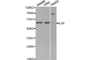 IL-6 Receptor 抗体  (AA 20-320)