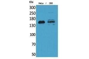 Image no. 1 for anti-Protein tyrosine Phosphatase, Receptor Type, J (PTPRJ) (Internal Region) antibody (ABIN3187904)