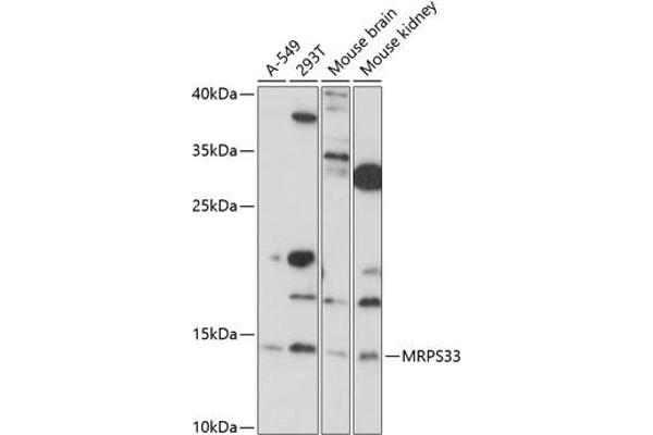 MRPS33 Antikörper  (AA 1-106)