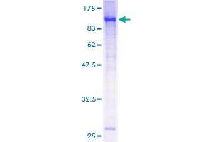 Image no. 1 for Aryl Hydrocarbon Receptor Nuclear Translocator-Like (ARNTL) (AA 1-625) protein (GST tag) (ABIN1345681)