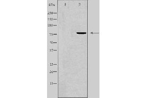 Image no. 2 for anti-Forkhead Box K1 (Foxk1) (Internal Region) antibody (ABIN6257185)