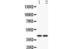 Image no. 2 for anti-Natural Killer Cell Receptor 2B4 (CD244) (AA 357-370), (C-Term) antibody (ABIN3044068)