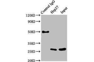Western Blotting (WB) image for anti-Heat Shock 27kDa Protein 1 (HSPB1) antibody (ABIN7127557)