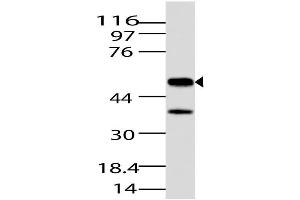 Image no. 1 for anti-Jumonji Domain Containing 5 (JMJD5) (AA 20-220) antibody (ABIN5027324)