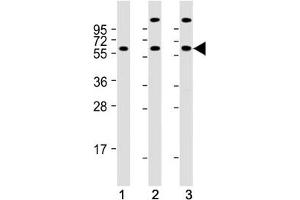 Image no. 6 for anti-Heat Shock 60kDa Protein 1 (Chaperonin) (HSPD1) (AA 80-109) antibody (ABIN3031151)