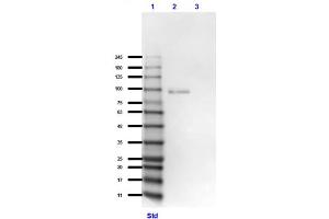 Image no. 3 for anti-Adrenergic, Beta, Receptor Kinase 1 (ADRBK1) (C-Term) antibody (ABIN6655844)