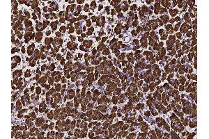 Image no. 1 for anti-Pancreatic Lipase (PNLIP) (AA 1-465) antibody (ABIN2692821)