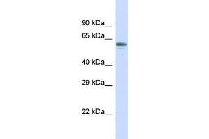 Image no. 1 for anti-Zinc Finger Protein 527 (ZNF527) (N-Term) antibody (ABIN2781177)