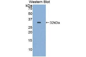 Western Blotting (WB) image for anti-Integrin alpha FG-GAP Repeat Containing 1 (ITFG1) (AA 55-306) antibody (ABIN1859483)