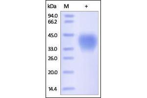 Human CD48, His Tag on SDS-PAGE under reducing (R) condition.