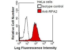 Image no. 1 for anti-Replication Protein A2, 32kDa (RPA2) antibody (ABIN931042)