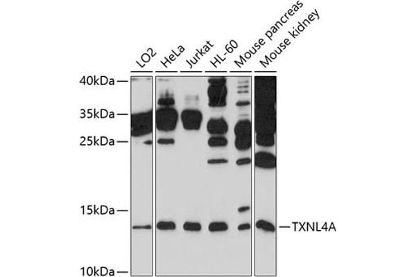 TXNL4A 抗体  (AA 1-142)