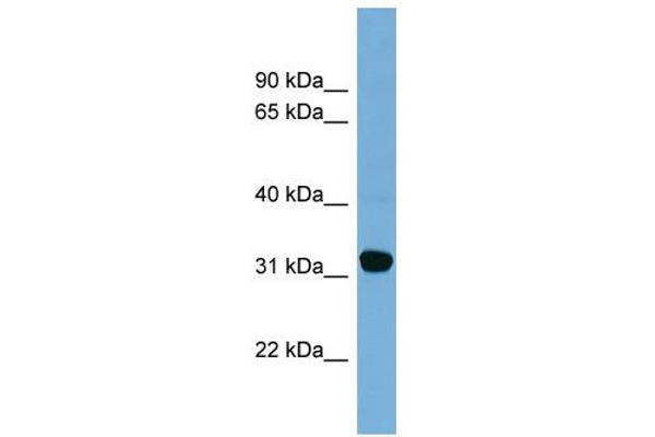 CBR1 antibody  (Middle Region)
