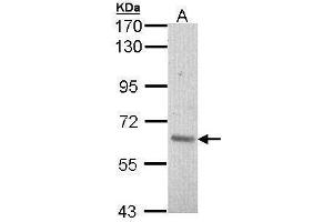 Image no. 2 for anti-V-Raf Murine Sarcoma 3611 Viral Oncogene Homolog (ARAF) (C-Term) antibody (ABIN2855039)