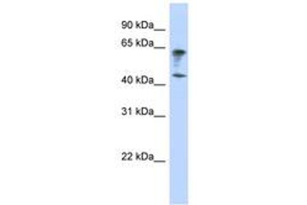 anti-Immunoglobulin Superfamily, Member 11 (IGSF11) (AA 179-228) antibody