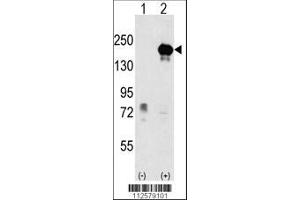 Image no. 1 for anti-Euchromatic Histone-Lysine N-Methyltransferase 1 (EHMT1) (AA 367-396) antibody (ABIN387856)