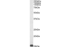 Image no. 6 for anti-Peripheral-Type Benzodiazepine Receptor (TSPO) (C-Term) antibody (ABIN185697)