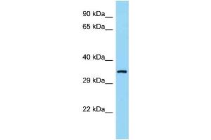 Image no. 1 for anti-Coenzyme Q9 Homolog (COQ9) (N-Term) antibody (ABIN2789469)