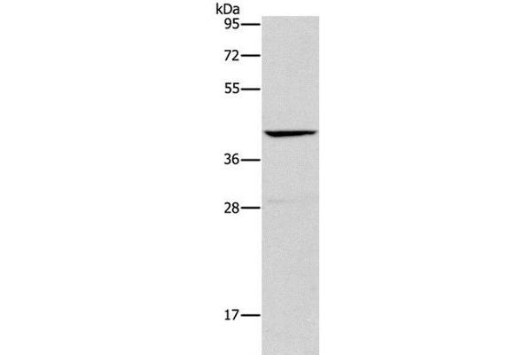 Orosomucoid 2 antibody